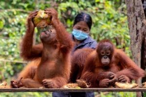Home Image: Two young orangutans eat coconuts alongside a caretaker at a Borneo Orangutan Survival (BOS) Foundation facility in Indonesia
