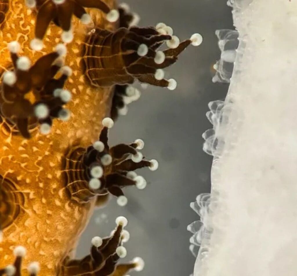 Home Image: Coral polyps