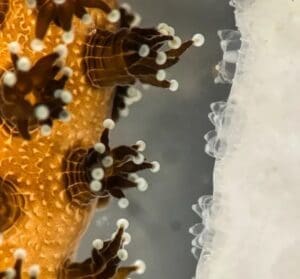 Home Image: Coral polyps