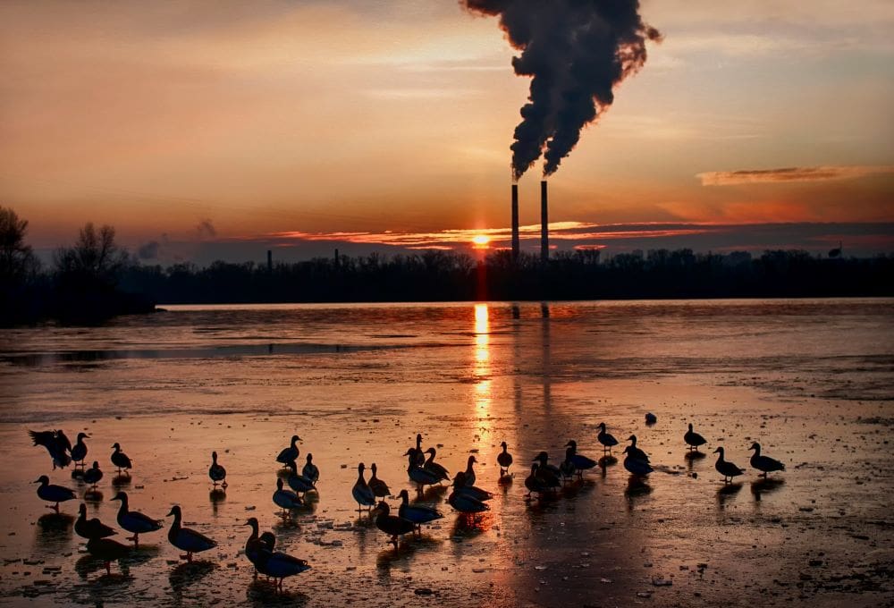 Image: ducks on a frozen lake with industrial smokestacks emitting smoke