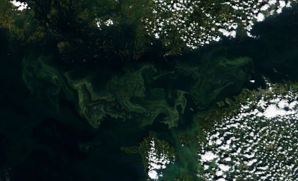 Home Satellite Image: A green phytoplankton bloom in the Gulf of Finland (August 9, 2022)