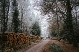 Home Image: a dirt road surrounded by trees and logs