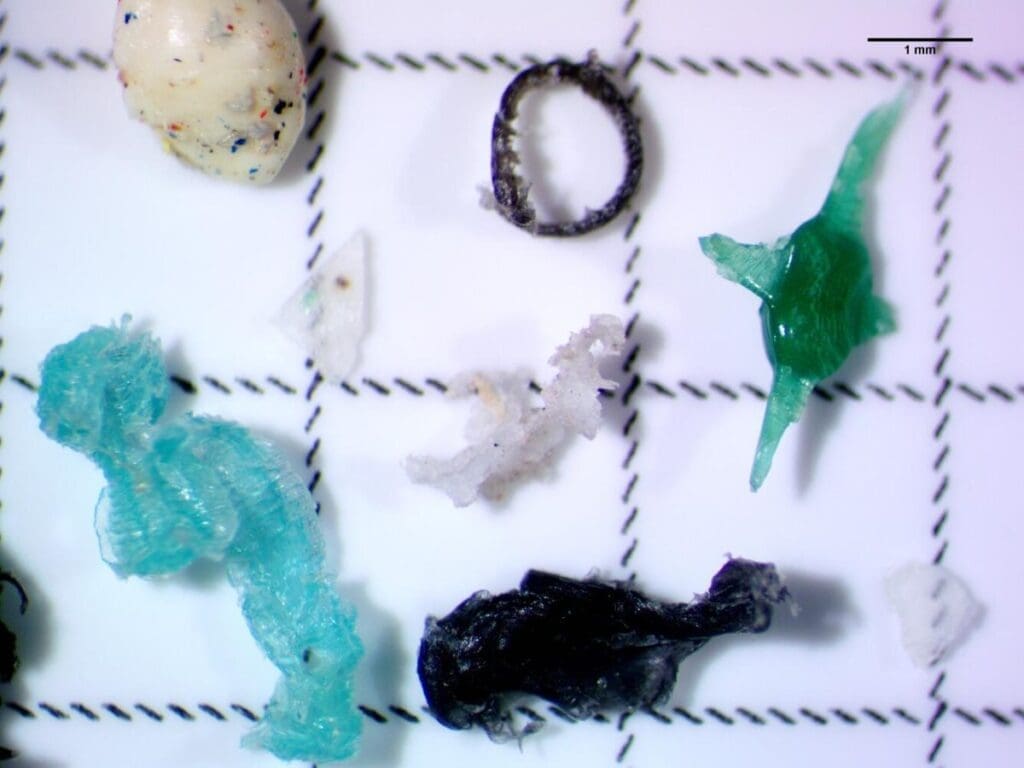 Home Image: Microscope image of microplastic fragments