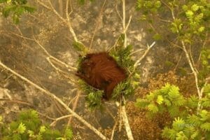 Home Image: Novita, a young female orangutan, clings to a tree surrounded by thick smoke from forest fires in Central Kalimantan, Indonesia, in September 2026