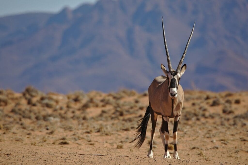 Home Image: Oryx gazella, gemsbok, Namibia