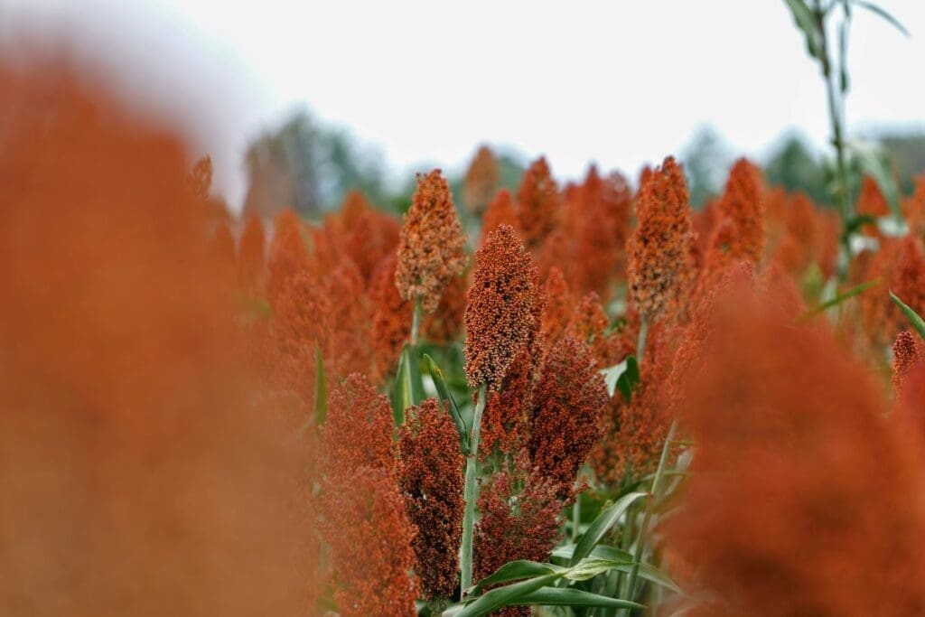 Home Image: red sorghum crop